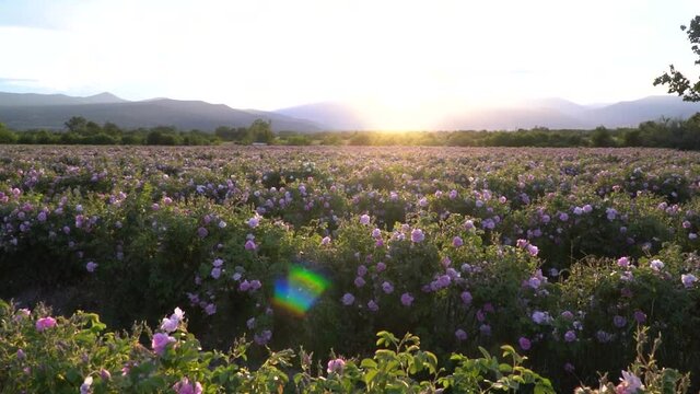Sunset over a pink rose valey in Bulgaria