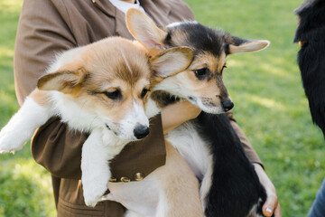 Corgi puppies on their hands in a Sunny sunset on a green background