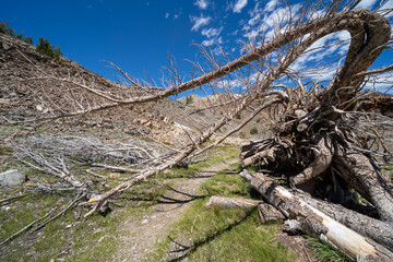 Fototapeta na wymiar Crazy looking dead tree along the 20 Lakes Basin trail in the California Sierra Nevada Mountains of Mono County