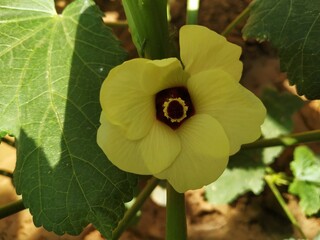 Okra Ladies Finger Flower Stock Photo © Vishalsingh