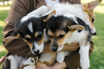 Corgi puppies on their hands in a Sunny sunset on a green background