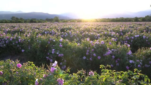 Sunset over a pink rose valey in Bulgaria