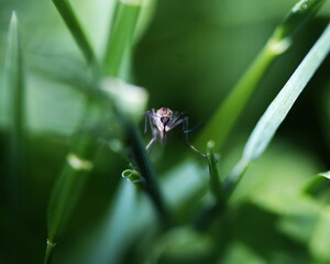 Macro image of a mosquito clinging to blades of grass.