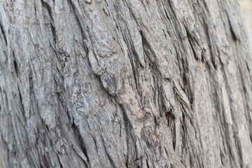 tree bark old wood texture