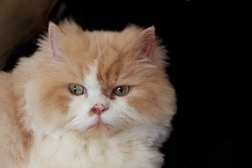 Fototapeta premium cat close-up