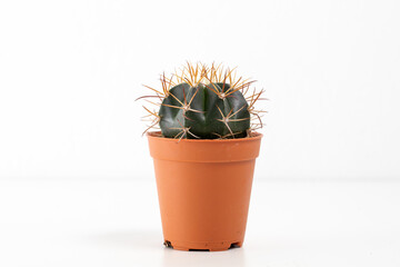 Cactus potted plant on white background.