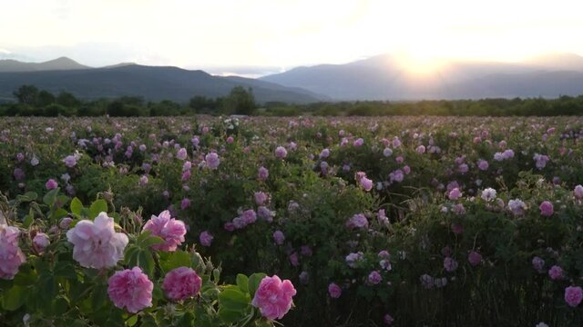Sunset over a pink rose valey in Bulgaria