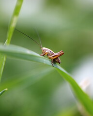 A small grasshopper sitting on a blade of grass. Summer wildlife in Ontario, Canada.