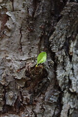 Small green leaf sprouting out of the trunk of a tree.