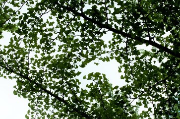 深緑のコントラスト