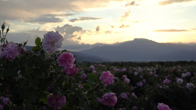 Bulgarian pink rose closeup in a gerden