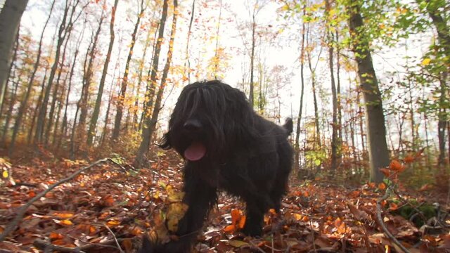 Close-up slow motion shot of black hairy dog roaming in forest during autumn on sunny day - Erfurt, Germany