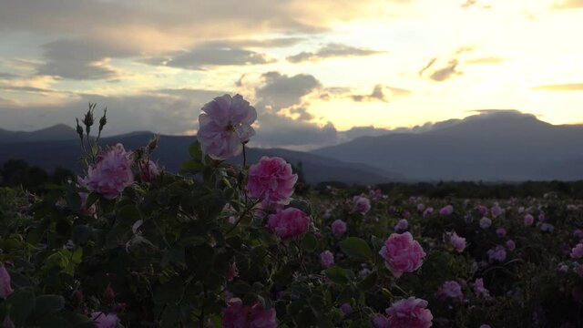 Bulgarian pink rose closeup in a gerden