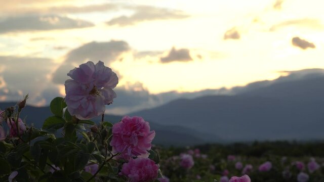 Bulgarian pink rose closeup in a gerden