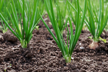 green onions growing in garden