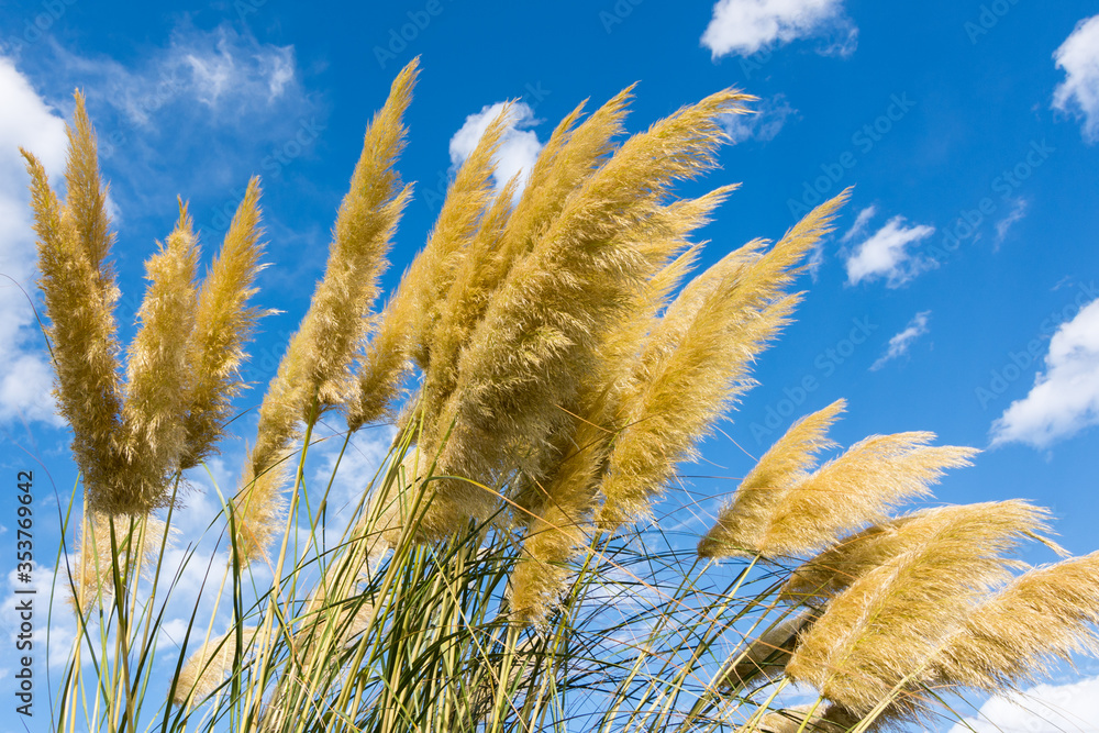 Wall mural Toitoi or Toetoe: New Zealand native grass plant. 