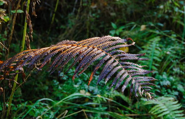 A sunbeam falls on a fern leaf on an autumn morning. Moscow region. Russia.