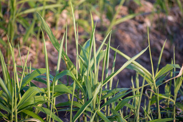 Fresh Ginger (zingiber officinale) leaves from plantation. Crops planted at ginger field in India.