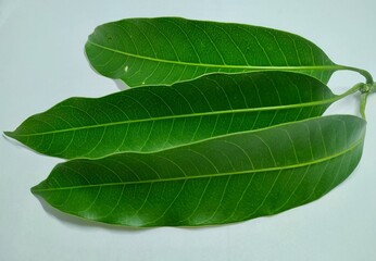Obraz premium Mango Leaves Stock Photos