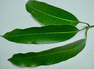 Fototapeta premium Mango Leaves Stock Photos