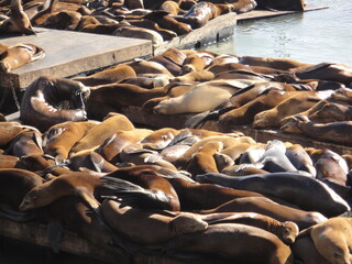 サンフランシスコ,PIER39,アザラシ,アメリカ,フィッシャーマンズワーフ