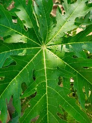 Papaya Leaf Stock Photos