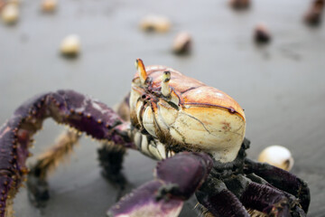 Mangrove crab (Ucides cordatus) known as 