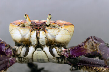 Mangrove crab (Ucides cordatus) known as "caraguejo uçá" walking on the beach with seashells © Amadeu