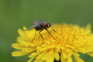 fly on a flower