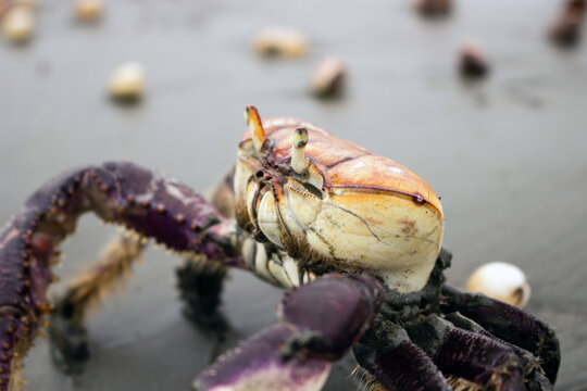 Mangrove crab (Ucides cordatus) known as "caraguejo u&ccedil;&aacute;" walking on the beach with seashells