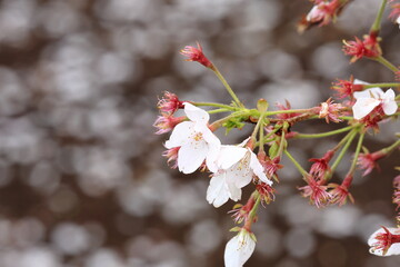 春のピンクの桜