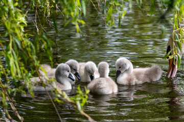 Some swan chicks eating algae.   Vancouver BC Canada
