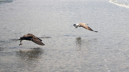 Air race of two kelp gulls (Larus dominicanus) over sea waves, one appear to be  headless