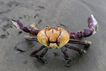 Fototapeta premium Mangrove crab (Ucides cordatus) known as 