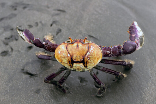 Mangrove crab (Ucides cordatus) known as "caraguejo u&ccedil;&aacute;" walking on the beach with seashells