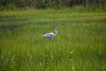 Great Egret in the grass