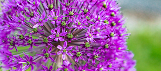 Purple Allium Flowers