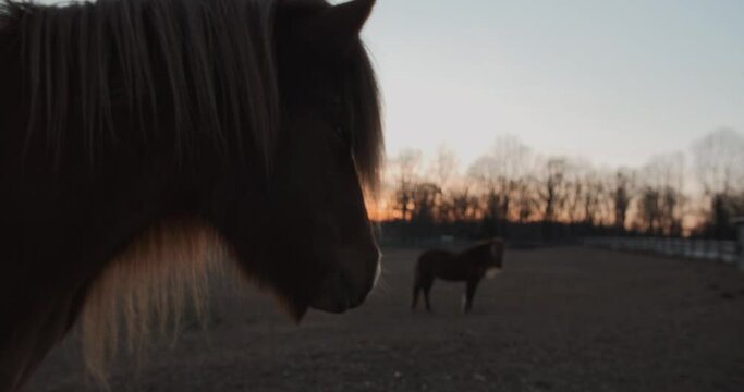 Icelandic ponies in pasture during sunset in Chester County Pennsylvania