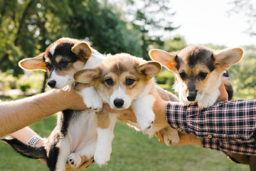 Corgi puppies hands on the background of greenery