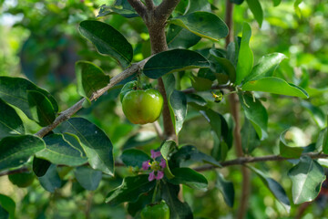 The cherries on the tree that are full of green leaves