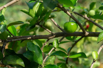 The cherries on the tree that are full of green leaves