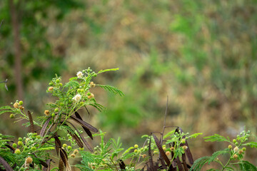 Lead trees within the forest Small green leaves And with white flowers