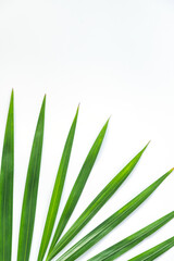 Palm leaf isolated on white background with clipping path. Summer background concept.