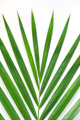 Palm leaf isolated on white background with clipping path. Summer background concept.