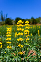 Yellow perennial lupine in the garden.