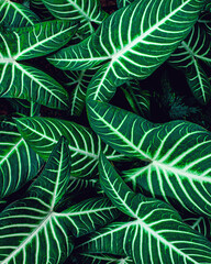 Naklejka na ściany i meble closeup nature view of green leaf background, dark green wallpaper concept.