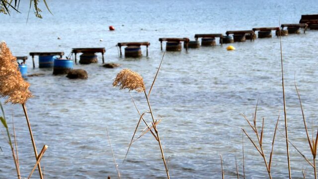 Skeleton Of The Pier Behind The Plants Footage.
