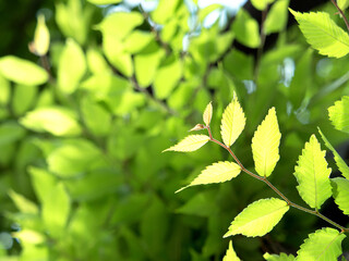 新緑のケヤキの葉