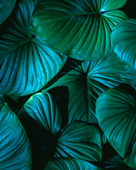 closeup nature view of green leaf background, dark green wallpaper concept.