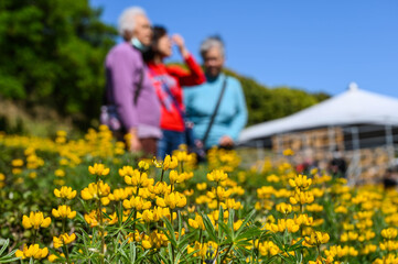 Fototapeta premium Taoyuan, Taiwan - FEB 23, 2020: Many people are watching the perennial lupine flower season.